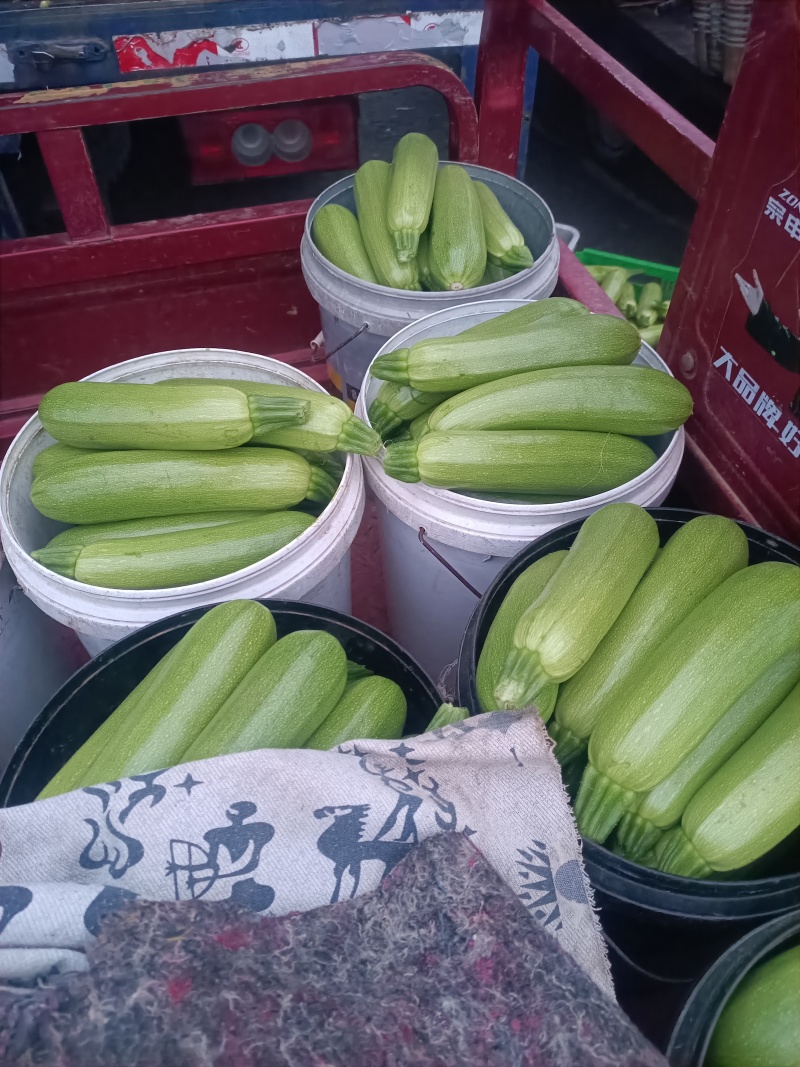 西葫芦，绞瓜