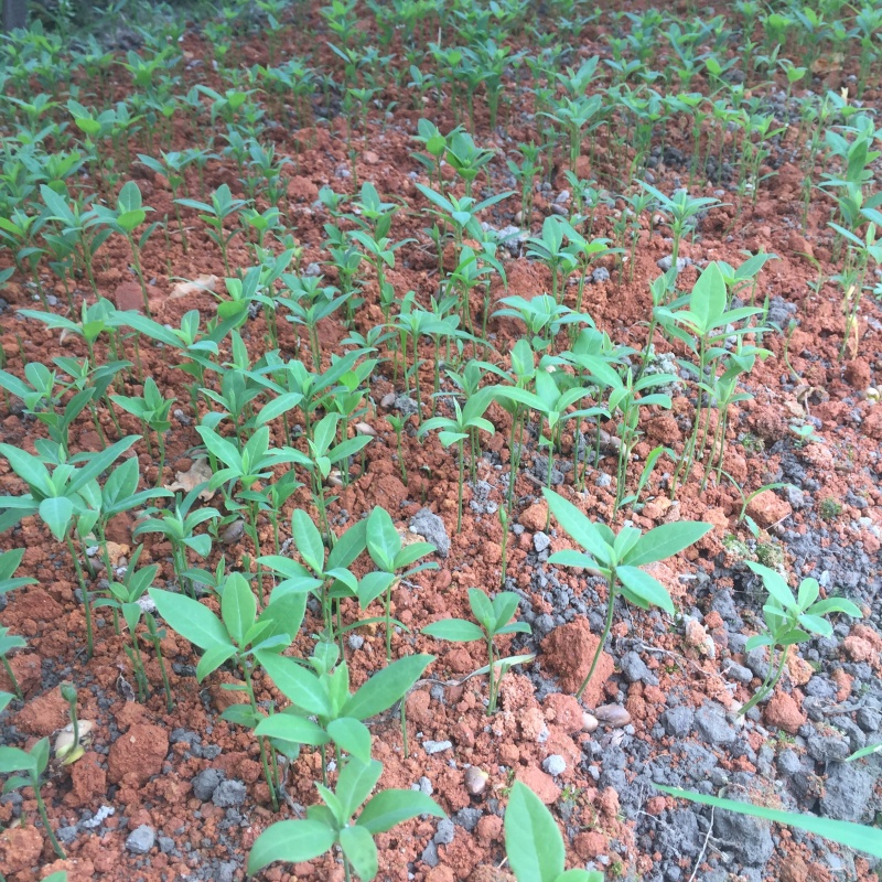 金丝楠木芽苗，闽楠芽苗，桢楠芽苗，楠木小苗，苗圃自产