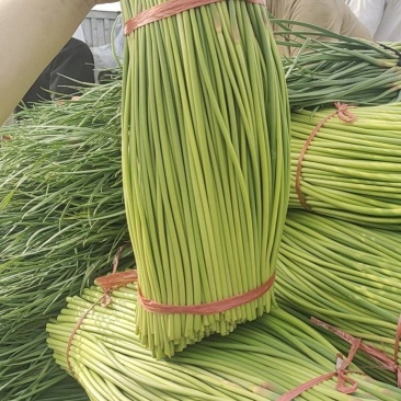 开封通许精品早熟蒜苔大量上市中，有需要的客商联系