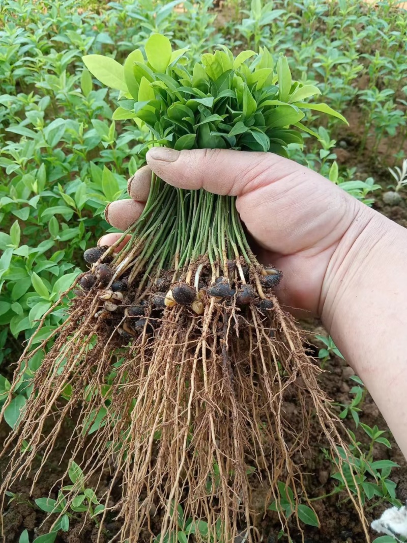 金丝楠木芽苗，闽楠芽苗，桢楠芽苗，楠木小苗，苗圃自产