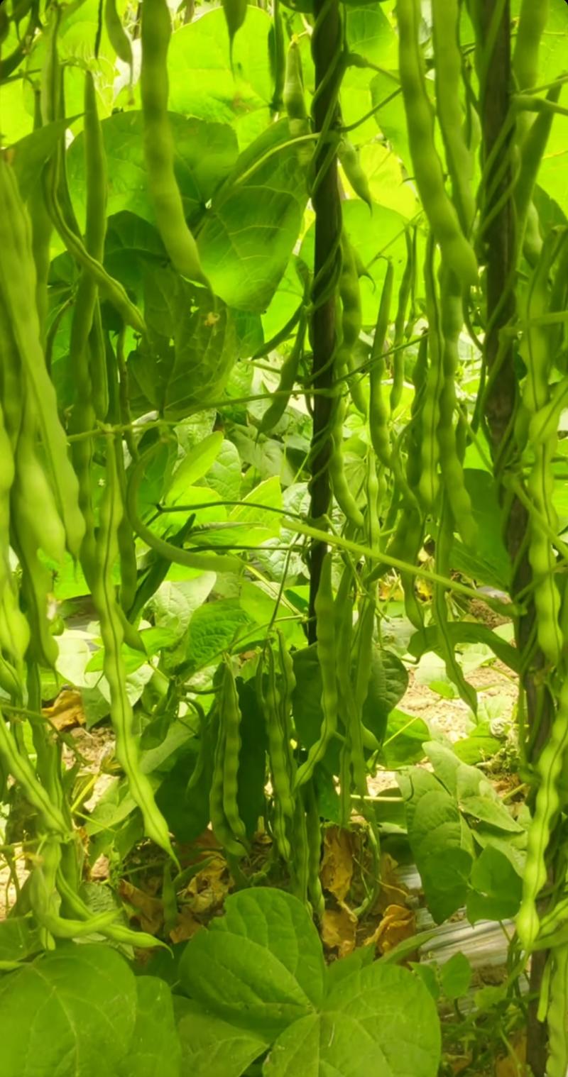 四川高山精品大青豆品质有保证量大从优对接批发商和商超