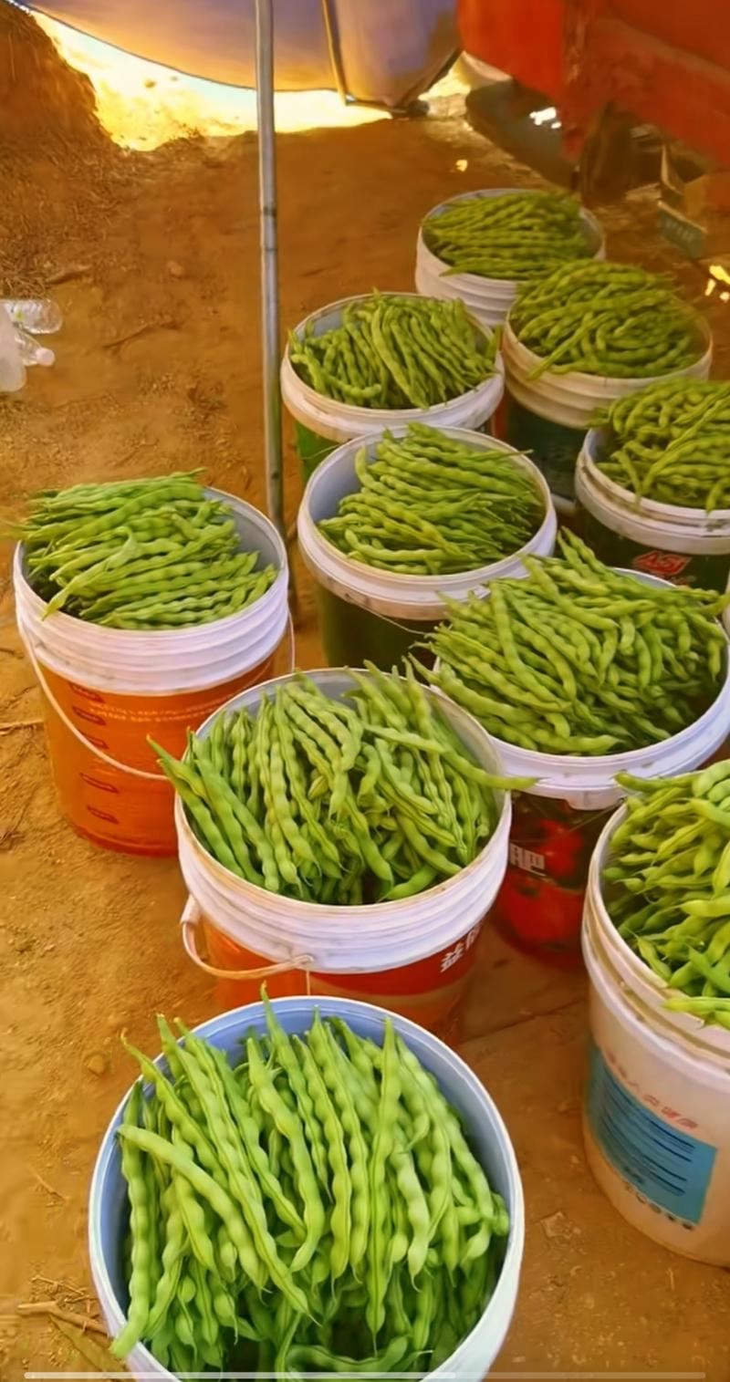 四川高山精品大青豆品质有保证量大从优对接批发商和商超