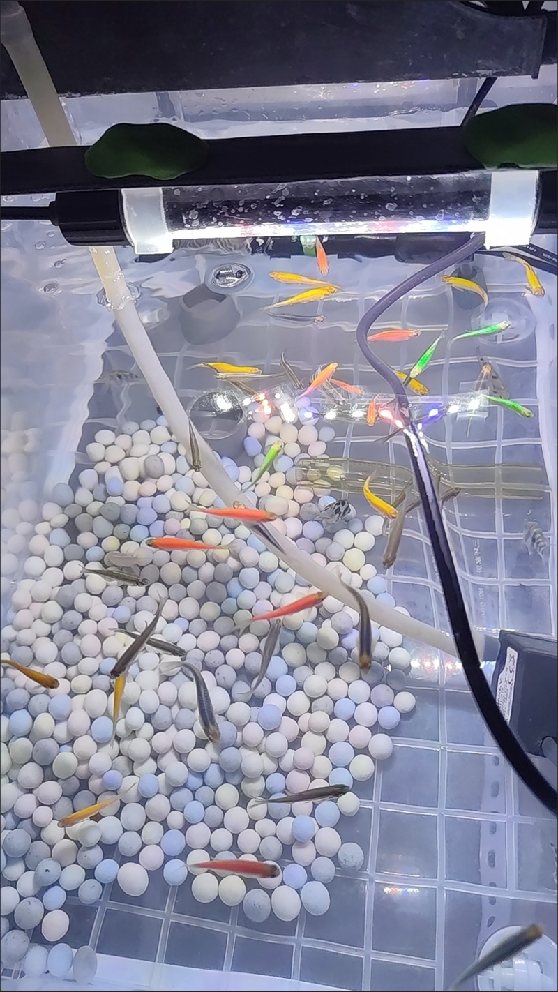 糖果斑马鱼50只观赏鱼热带鱼小型鱼水族活体非常好养耐活
