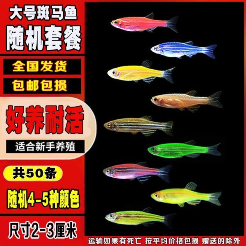 糖果斑马鱼50只观赏鱼热带鱼小型鱼水族活体非常好养耐活