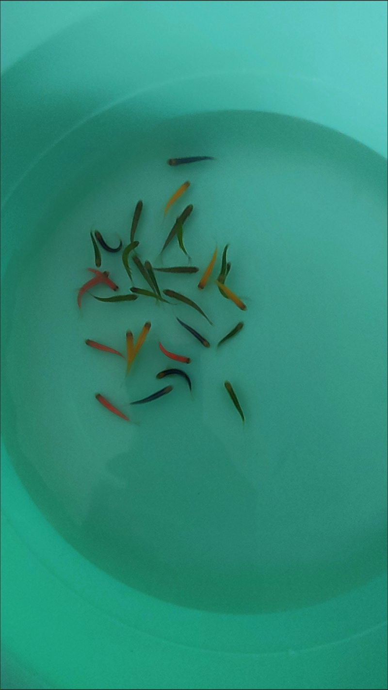 糖果斑马鱼50只观赏鱼热带鱼小型鱼水族活体非常好养耐活