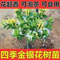 四季金银花树苗，基地直发，南北方均可种植，食用药用观赏