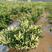 四季金银花树苗，基地直发，南北方均可种植，食用药用观赏