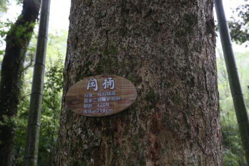 金丝楠木芽苗，闽楠芽苗，桢楠芽苗，楠木小苗，苗圃自产