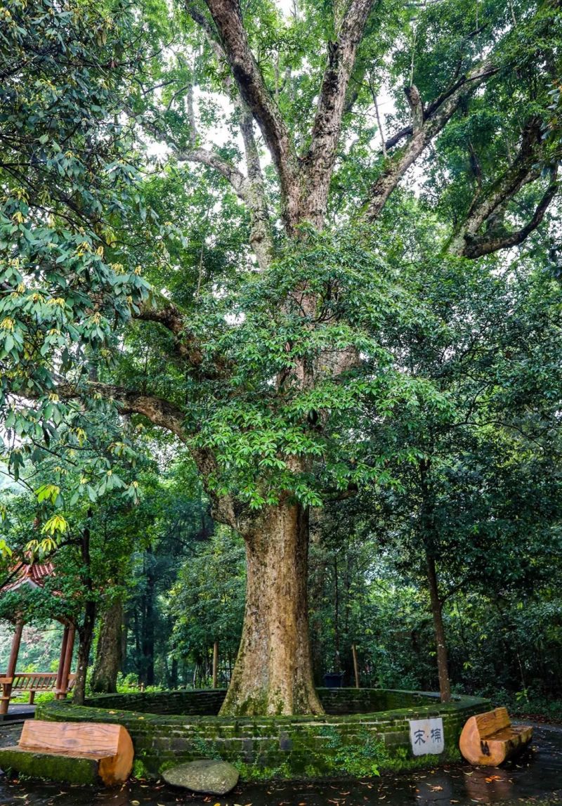 金丝楠木芽苗，闽楠芽苗，桢楠芽苗，楠木小苗，苗圃自产