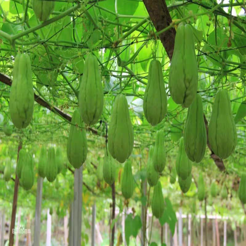 爬藤网黑色12股