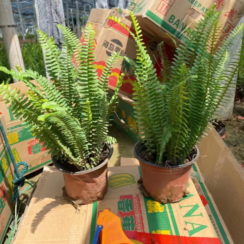 肾蕨