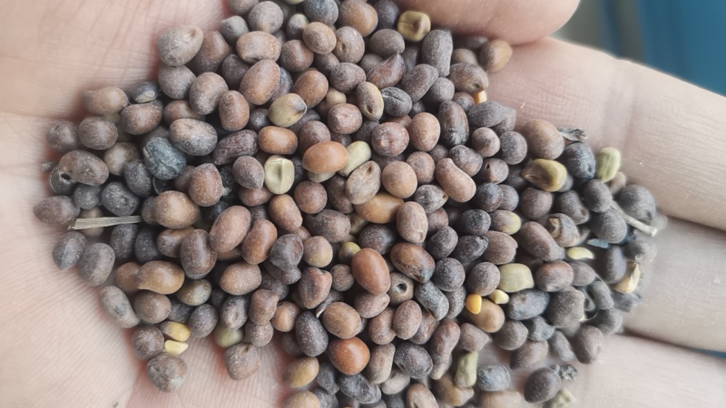 新苦参种子种植简单价值不菲对土壤要求不严可在线交易
