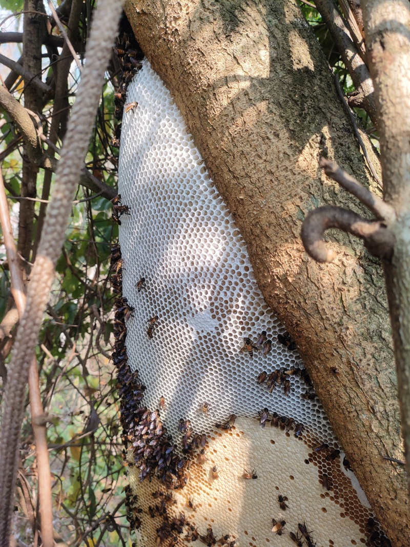 野生树挂蜂蜜