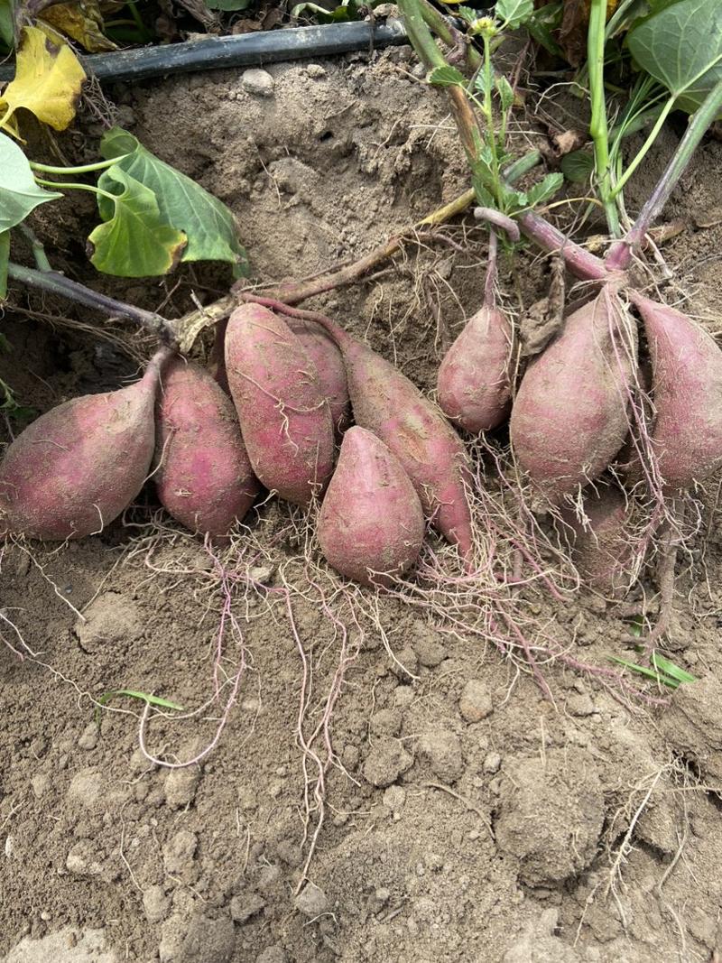 紫薯纯沙40亩出