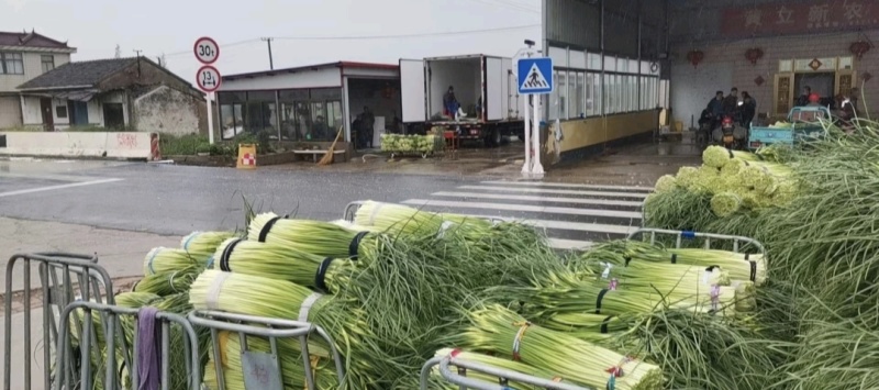 江苏蒜薹白冒蒜薹产地一手货源质量保证实力代发全国商