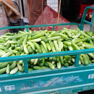 黄瓜