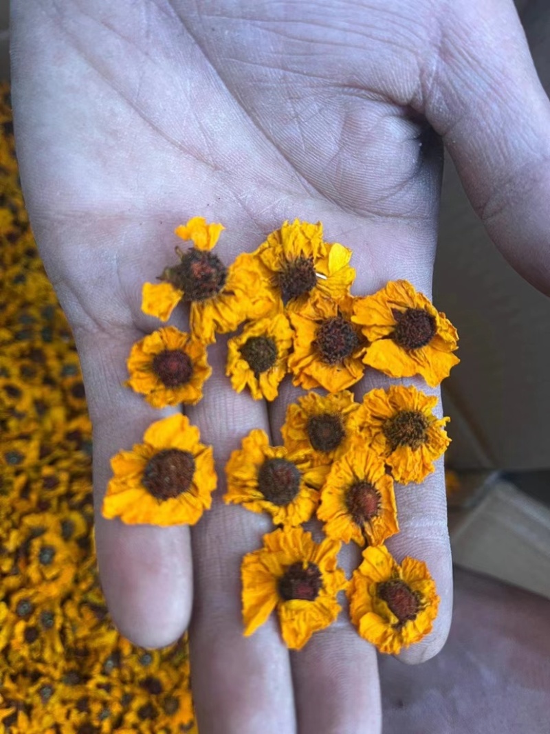 新疆昆仑胎菊雪菊天山高海拔大货批发零售，规格齐全