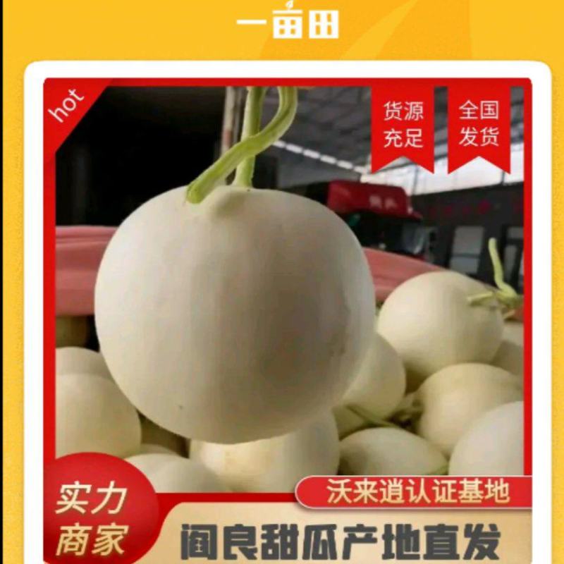 阎良甜瓜优质甜瓜超甜产地直发小白瓜小白甜瓜