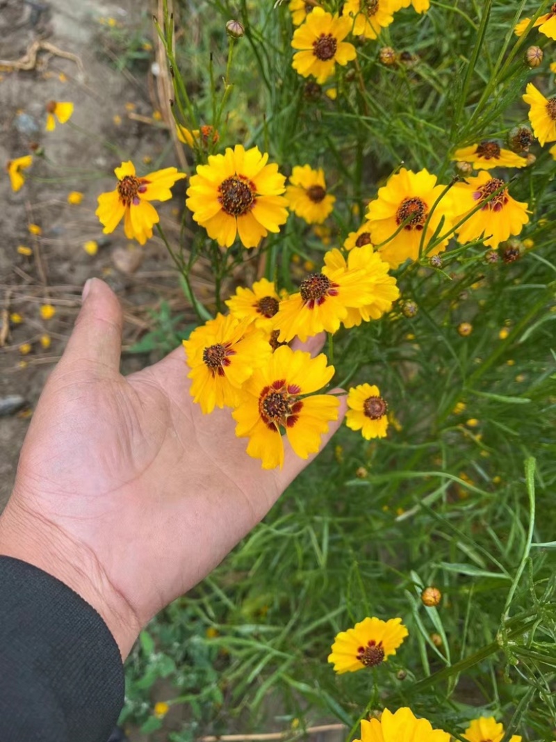 新疆昆仑胎菊雪菊天山高海拔大货批发零售，品质好欢迎选购