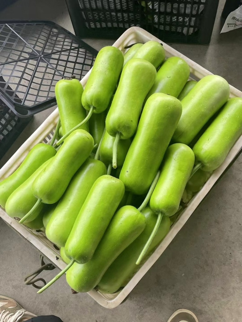 葫芦大量上市中产地直供品质保证一手货源诚信经营