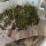 河北保定【荆芥种子】产地直销全国发货质量保证欢迎咨询