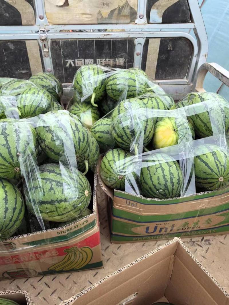 小糖丸西瓜精品2K小糖丸九成熟，产地直供全国发货欢迎电话
