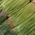 河南红帽蒜薹，干苔无泡水，产地一手货源，代收代发全国各地