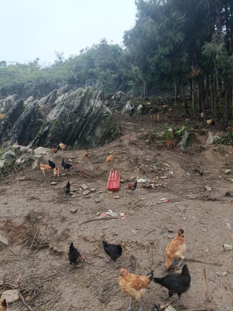 正宗粮食跑山鸡。