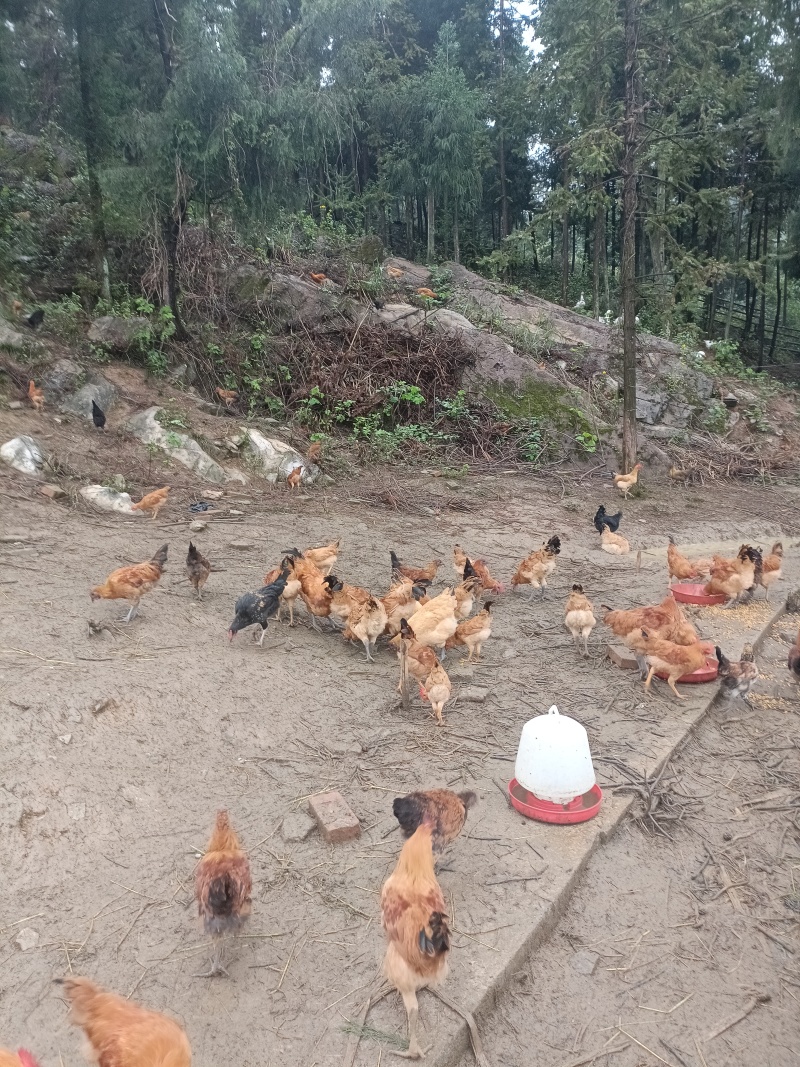 正宗粮食跑山鸡。