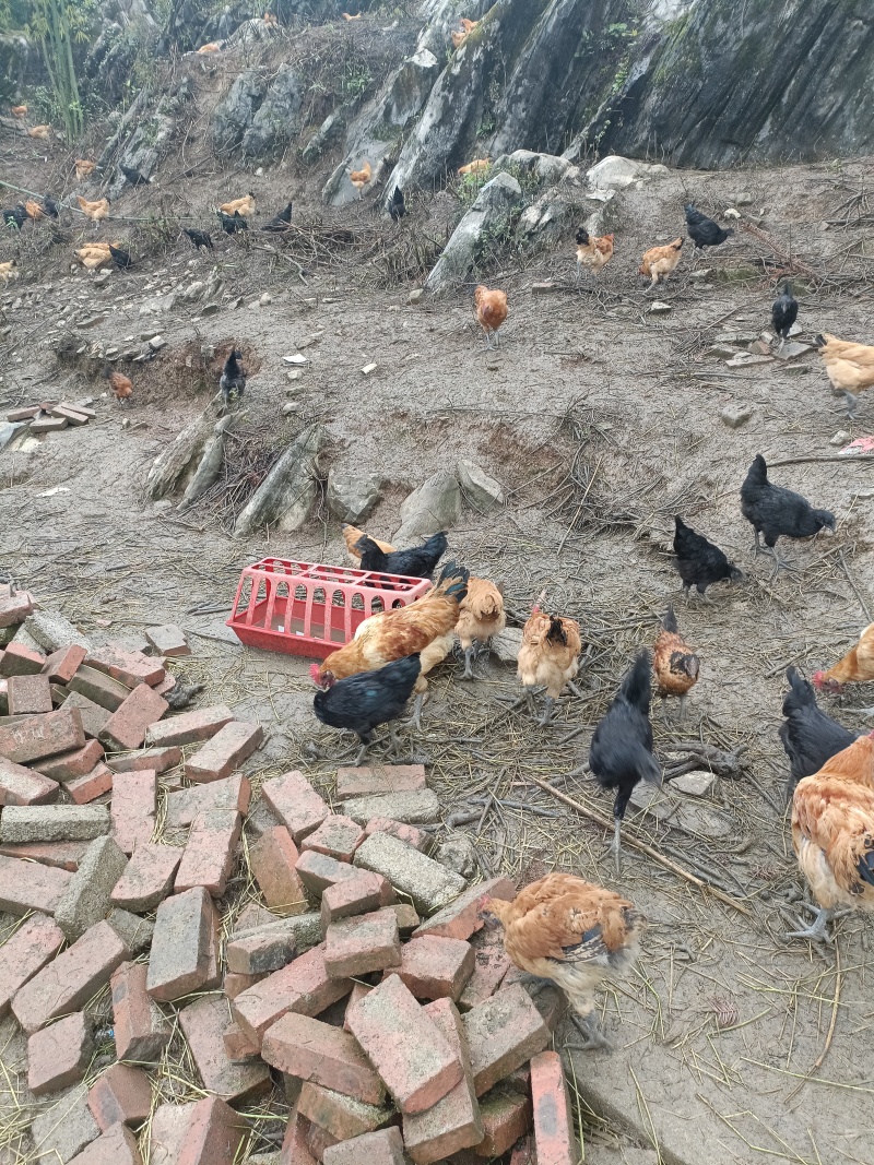 正宗粮食跑山鸡。