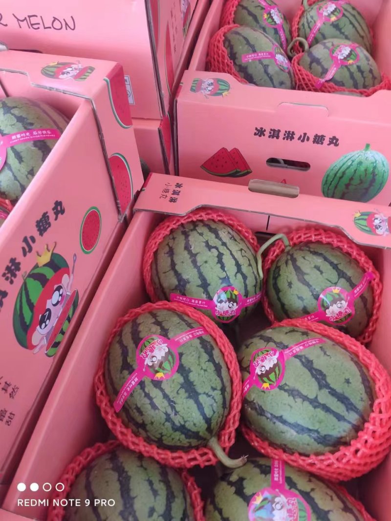 精品小糖丸西瓜2k西瓜产地直发货源人气推荐欢迎电话联系