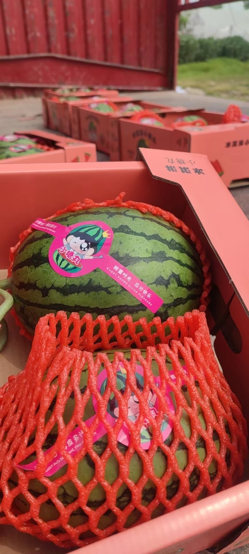 精品小糖丸西瓜2k西瓜产地直发货源人气推荐欢迎电话联系