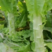 《莴笋杆子》天门莴苣-红叶香莴笋杆大量供应产地直发