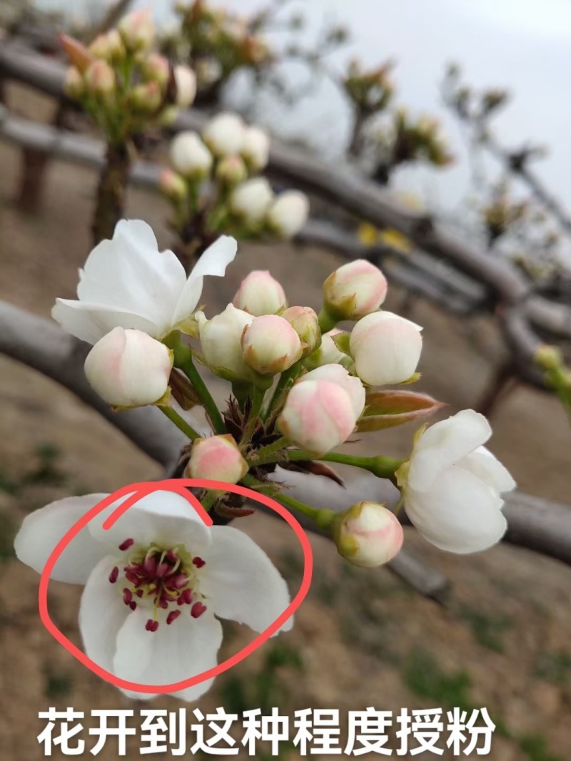 爆汁秋月梨大量供应产地直发馆陶县众康果品市场
