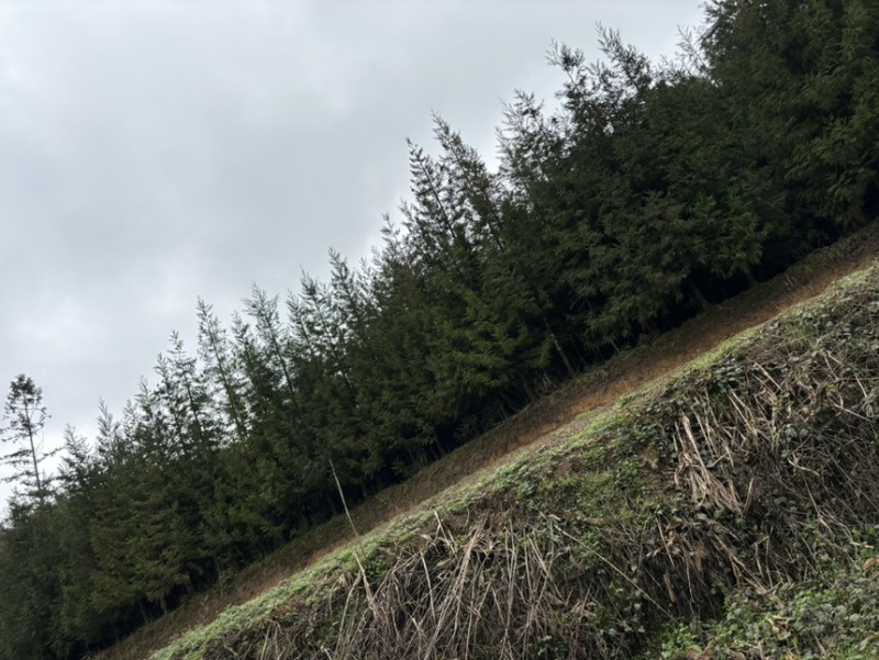 柳杉