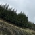 柳杉