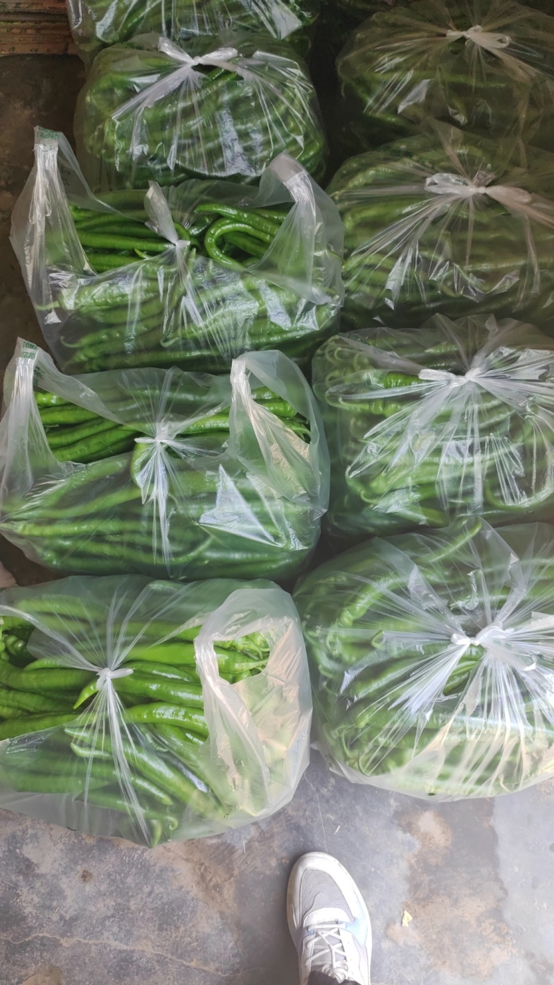 各种大棚辣椒