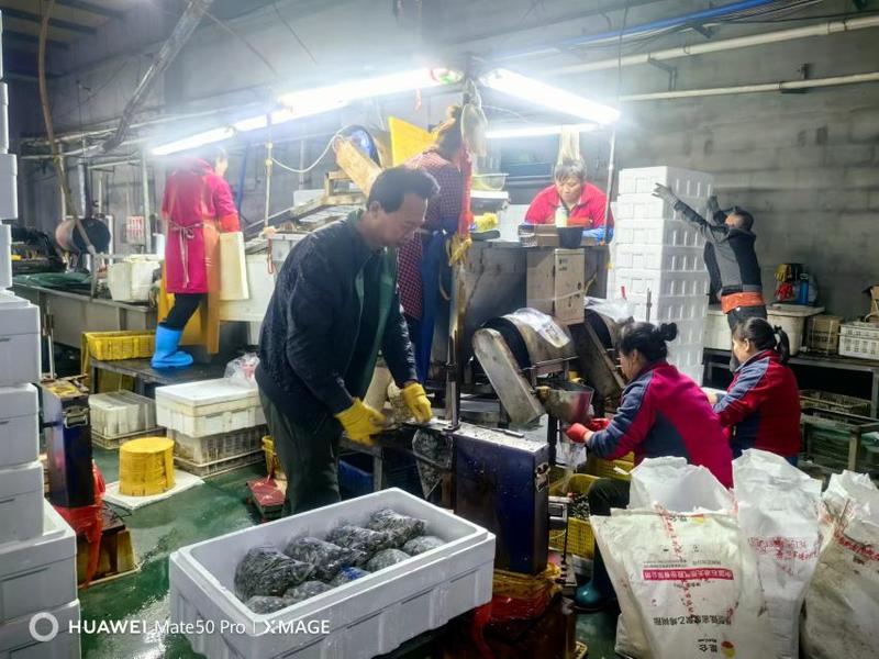 黄海花蛤东港养殖人工精选质量保证欢迎采购合作共赢