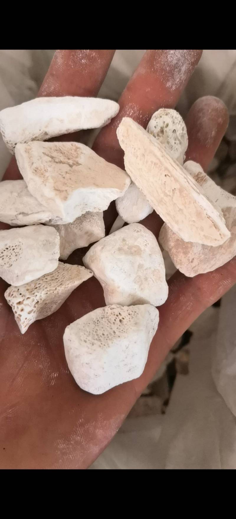 龙骨，水洗甘肃龙骨，吸舌，腿骨，关书药材