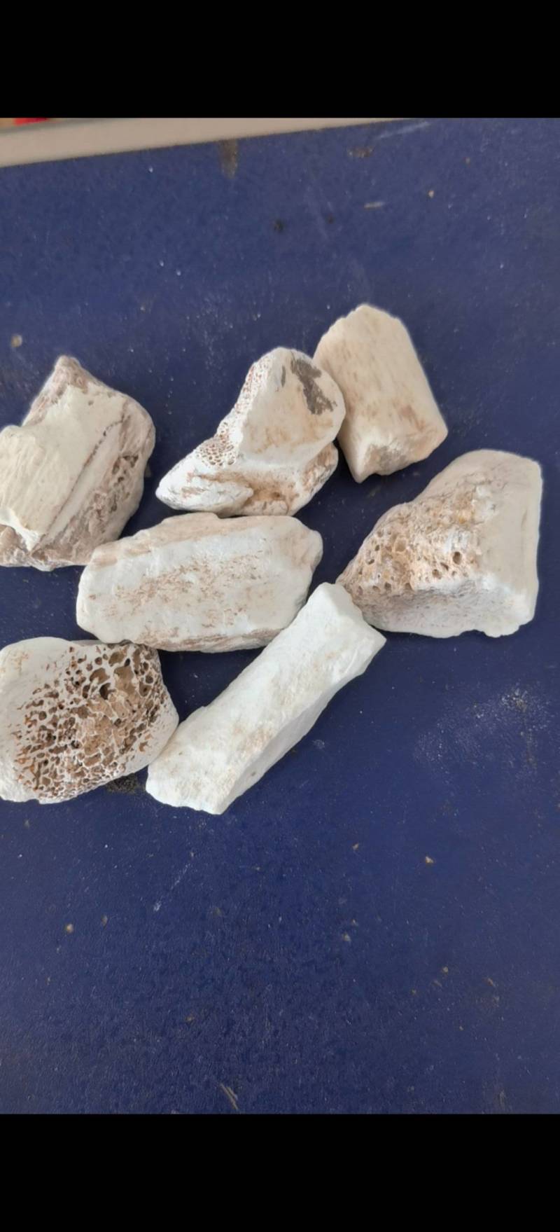 龙骨，水洗甘肃龙骨，吸舌，腿骨，关书药材