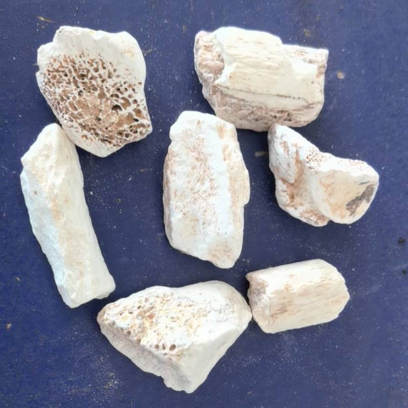 龙骨，水洗甘肃龙骨，吸舌，腿骨，关书药材