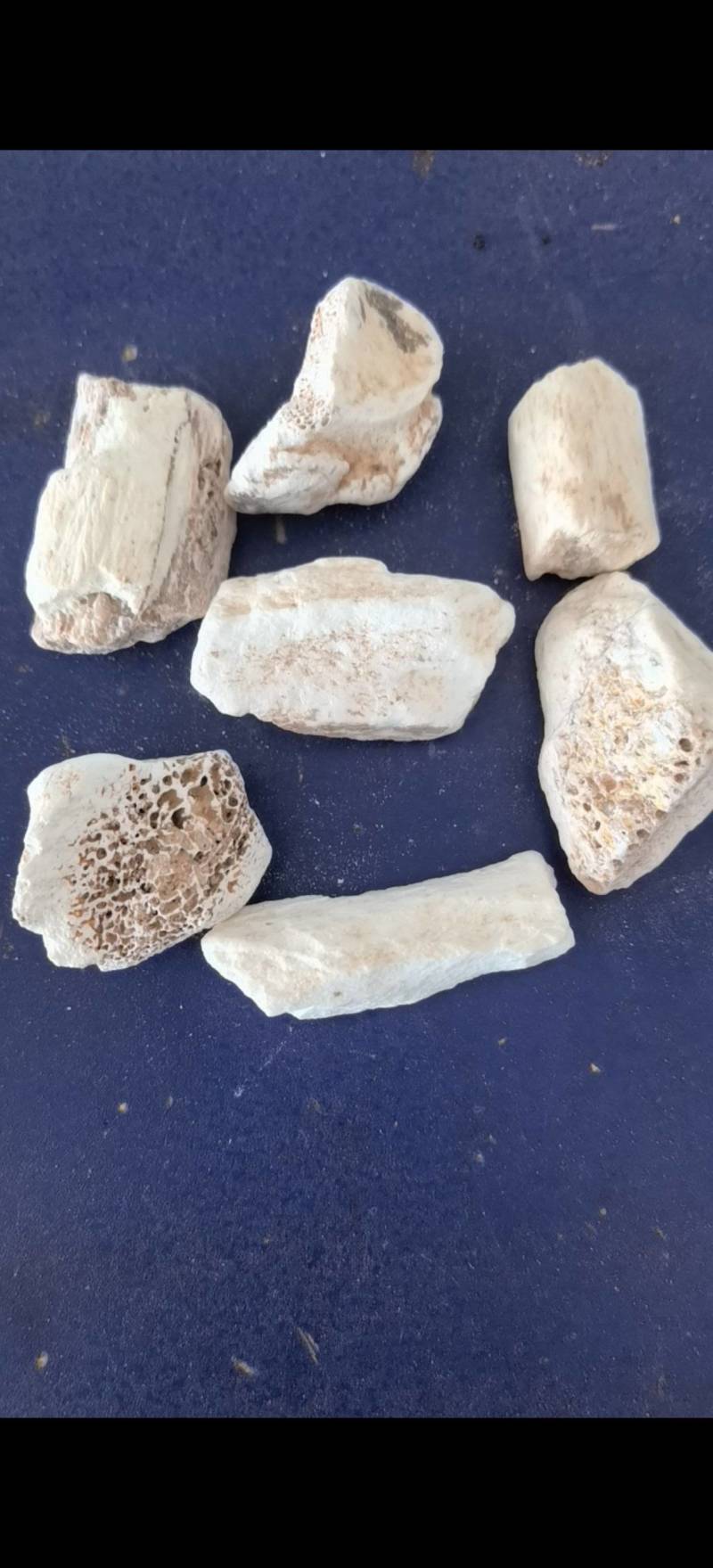 龙骨，水洗甘肃龙骨，吸舌，腿骨，关书药材