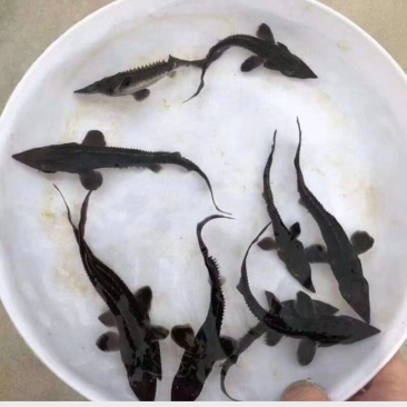 鲟鱼苗，人工养殖鲟鱼苗抗病毒存活率强技术指导，