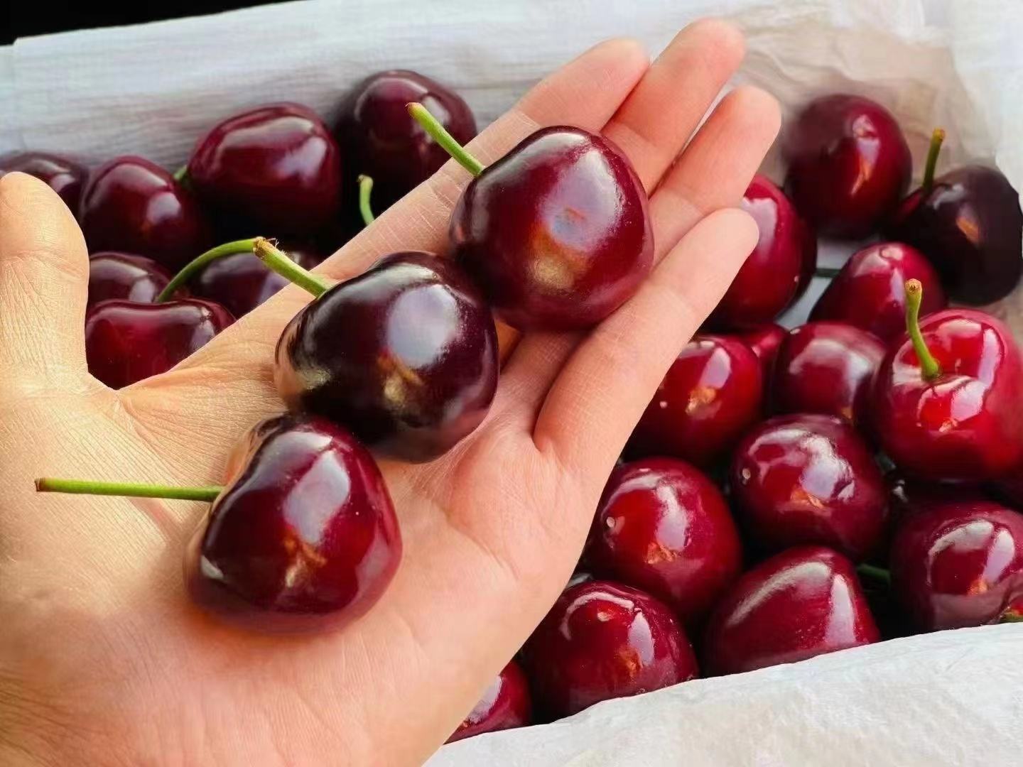 高清美早樱桃特写照片