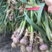 河南新鲜大蒜大量供应紫皮把子蒜质量保证产地发货