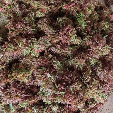 露天精品二茬上市，需要的老板速度来搞！价格优惠！合作共赢
