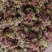 露天精品二茬上市，需要的老板速度来搞！价格优惠！合作共赢