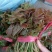 露天精品二茬上市，需要的老板速度来搞！价格优惠！合作共赢