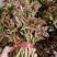 露天精品二茬上市，需要的老板速度来搞！价格优惠！合作共赢