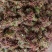 露天精品二茬上市，需要的老板速度来搞！价格优惠！合作共赢
